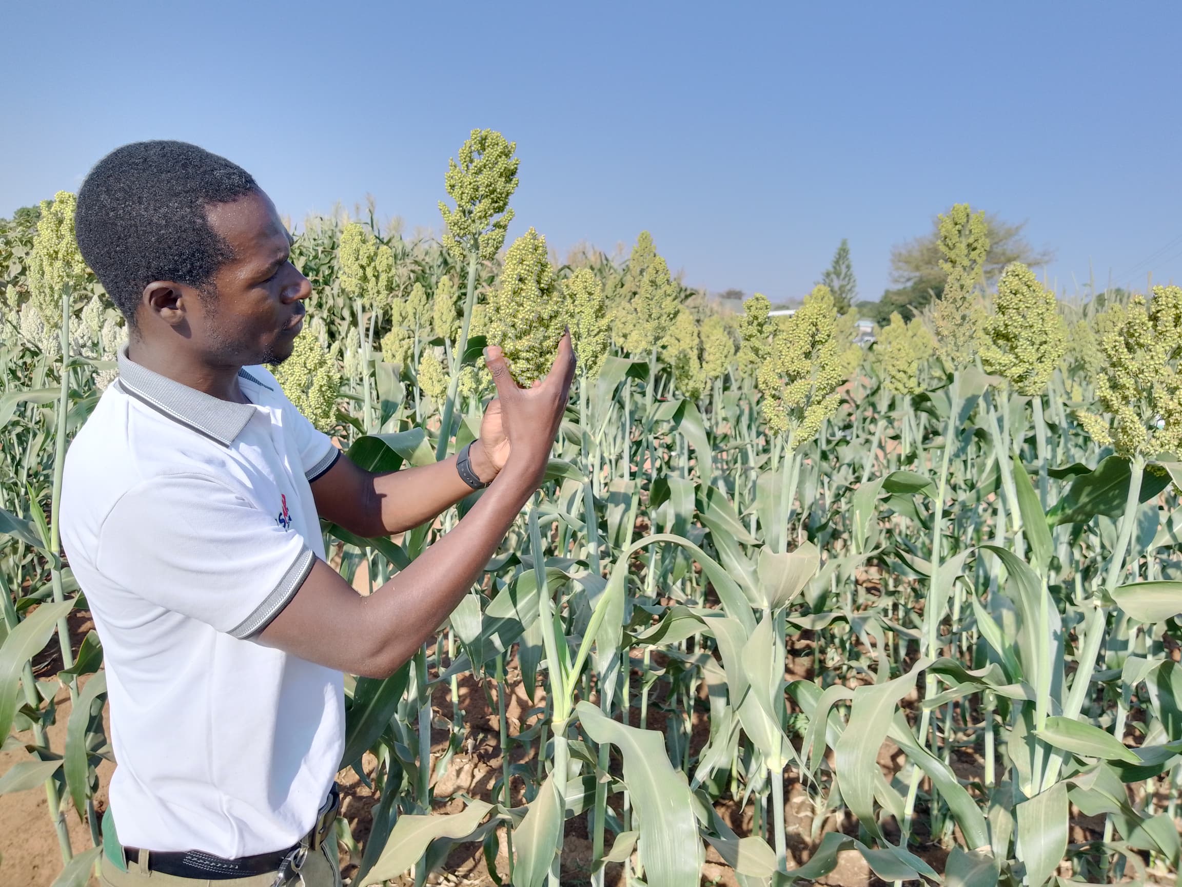 Macia Sorghum