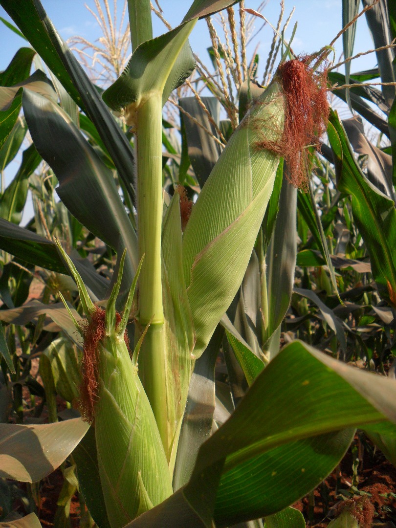 WE4114 Maize